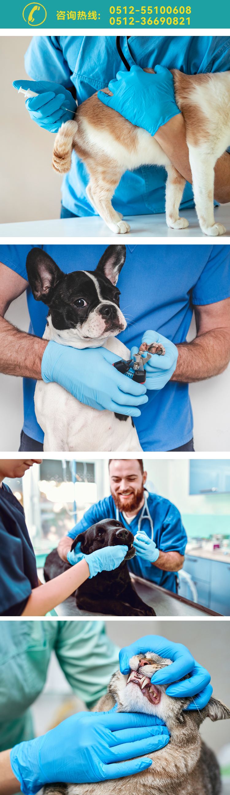 宠物丁腈 详情222.jpg